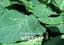 Georgia Southern Collard