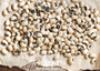 Black Eyed Peas 