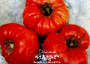 Delicious Tomato