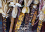 Rainbow Indian Corn