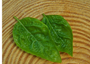 Sweet Italian Basil