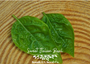 Sweet Italian Basil