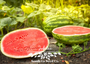 Jubilee Watermelon