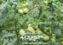 Garden Peach Tomato