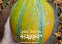 Israel Ha'Ogen Melon