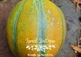 Israel Ha'Ogen Melon