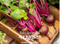 Ruby Queen Beet