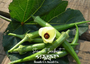 Stewart Zeebest Okra
