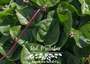 Red Malabar growing