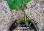 Purple Leaf Heart Pepper