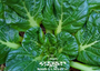 Tatsoi Greens