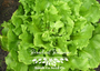 Broadleaf Batavian Endive