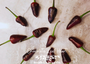 Chocolate Leaf Heart Pepper