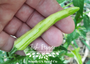 Fish Peppers