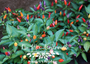 NuMex Centennial Peppers