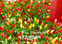 NuMex Centennial Peppers