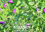 NuMex Centennial Peppers