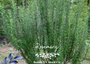 Rosemary