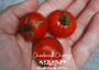 Chadwick Cherry Tomato