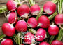 Sparkler Radish