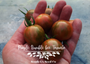 Purple Bumblee Bee Tomato