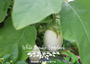 White Beauty Eggplant