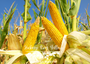 Hickory King Yellow Corn