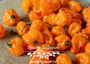 Orange Habanero