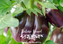 Italian Round Eggplant aka Tonda Di Manfredonia