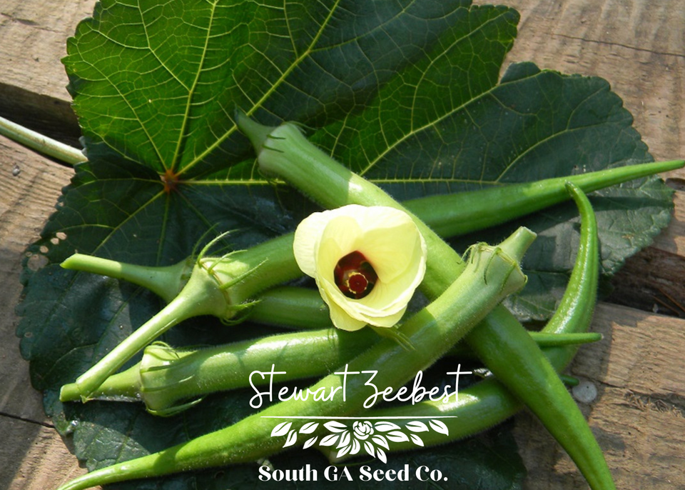Heirloom Stewart Zeebest Okra Seed South Ga Seed Co