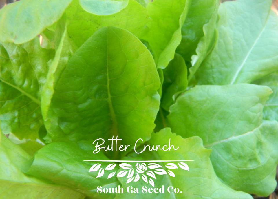 Heirloom Buttercrunch Lettuce Seeds South Ga Seed Co