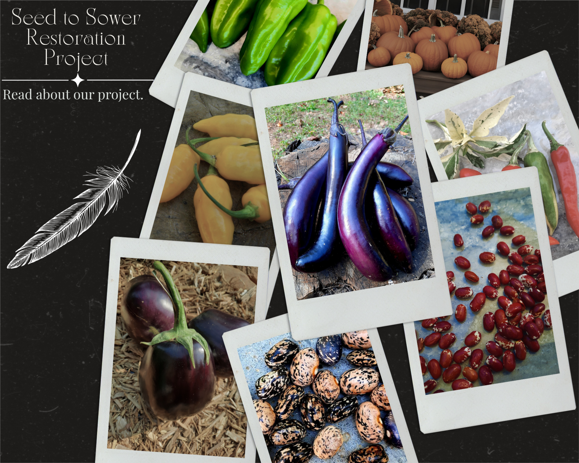 Seed to Sower Restoration South GA Seed Co