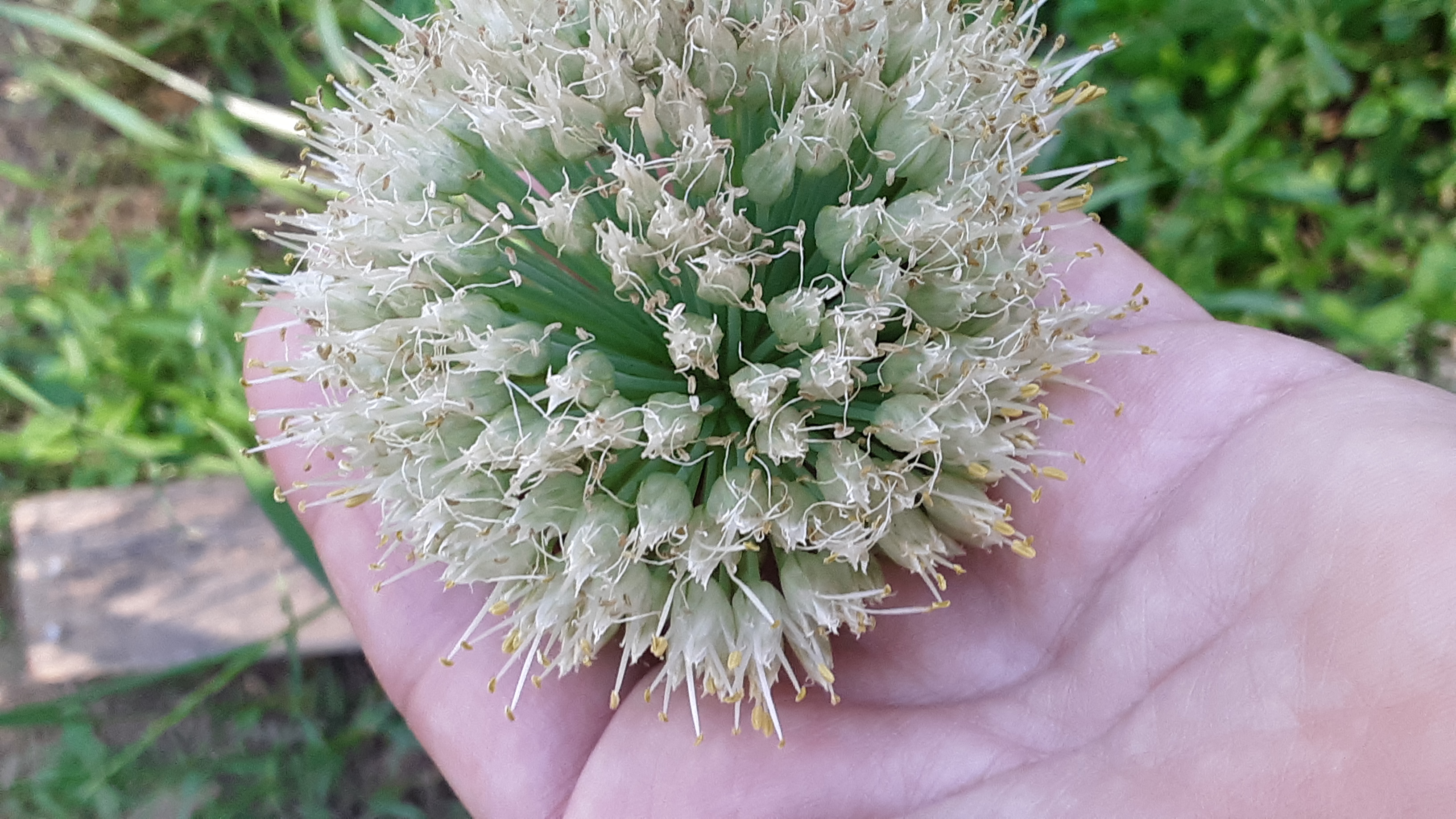 onion seedlings