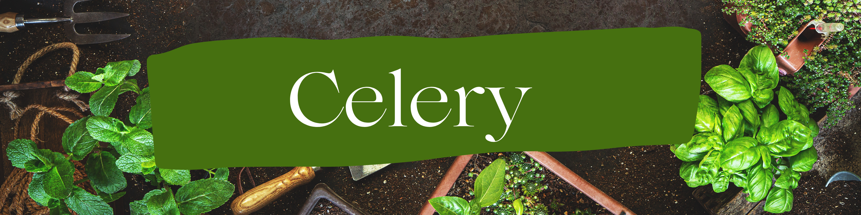 celery-cover.png