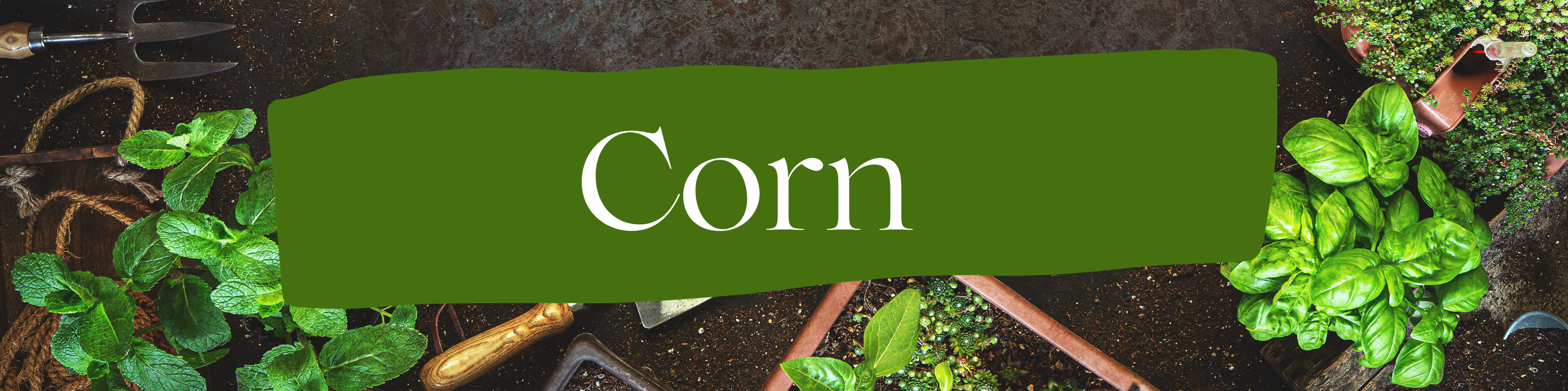 corn-cover.png