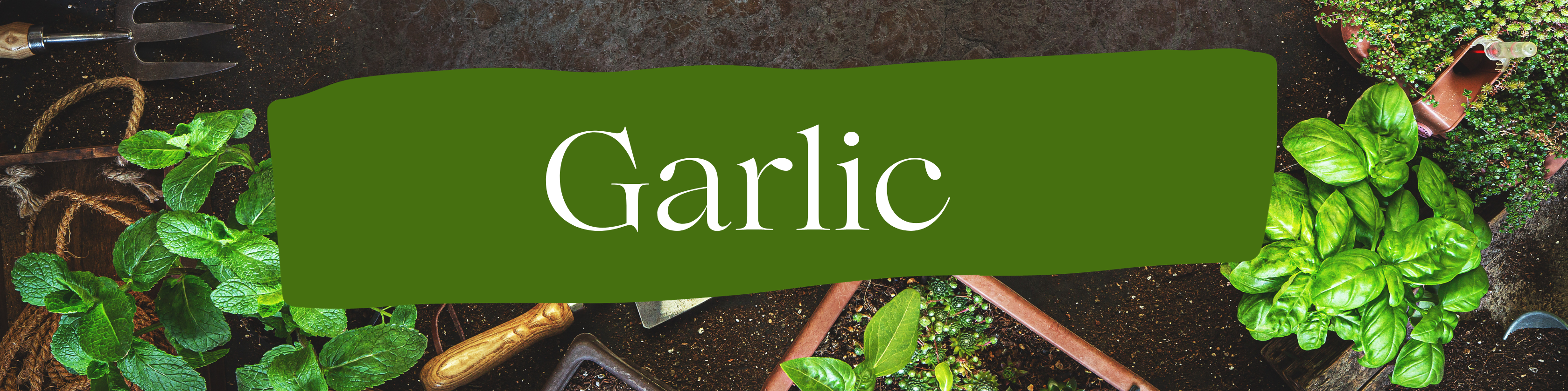 garlic-cover.png