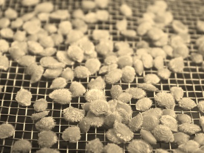 Seed Saving Guide