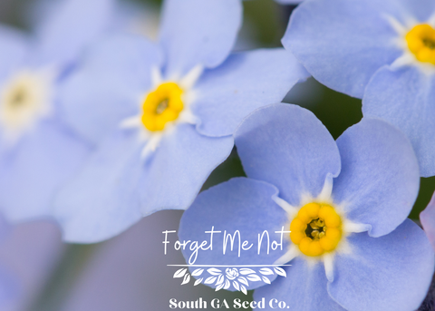 Forget_Me_Not_CC__77977.