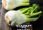 Florence Fennel