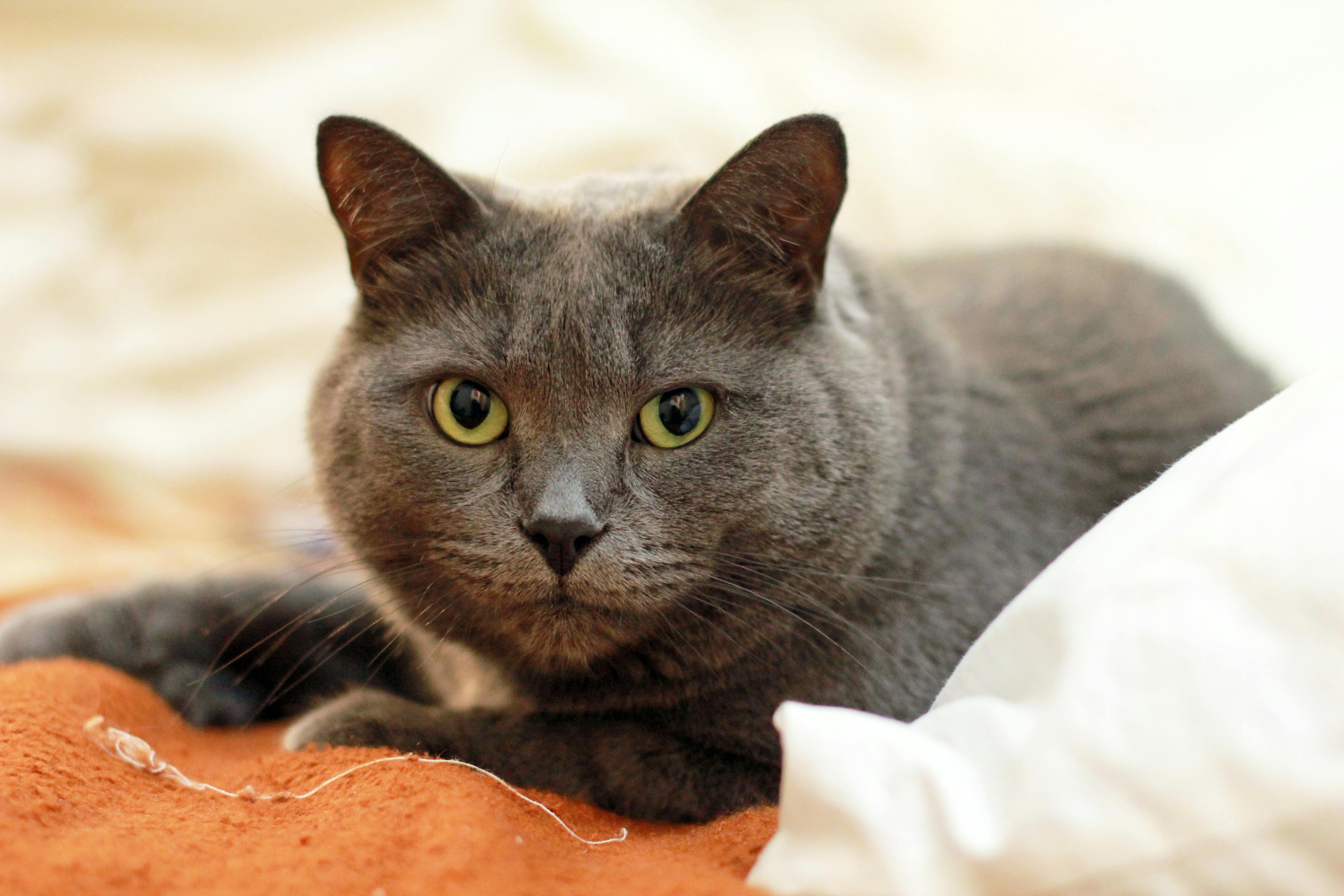 Cat pee smell image
