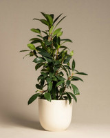 African Fig