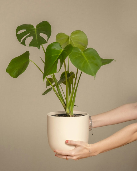 Monstera