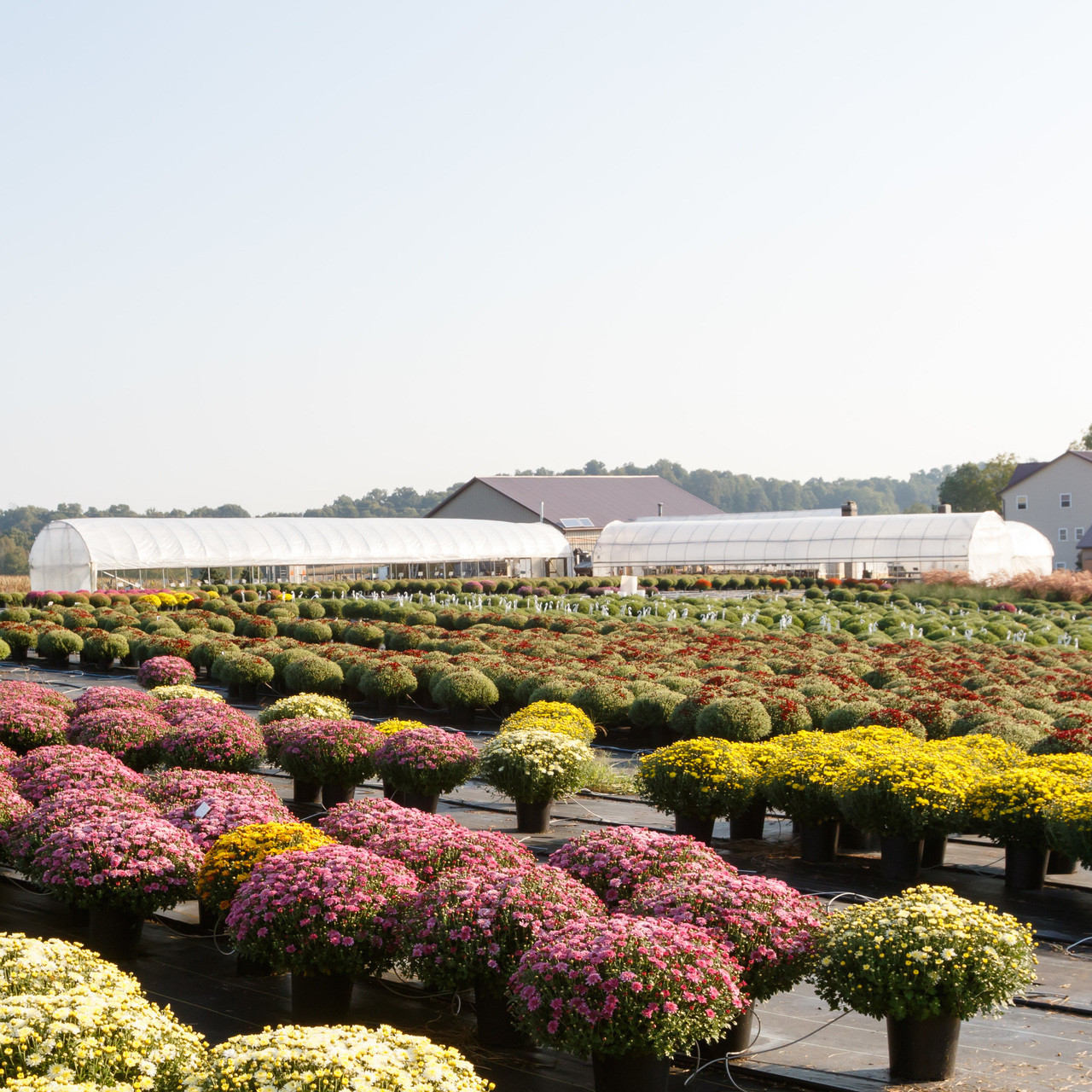 Baskets and Blooms Greenhouse Amish Country Insider