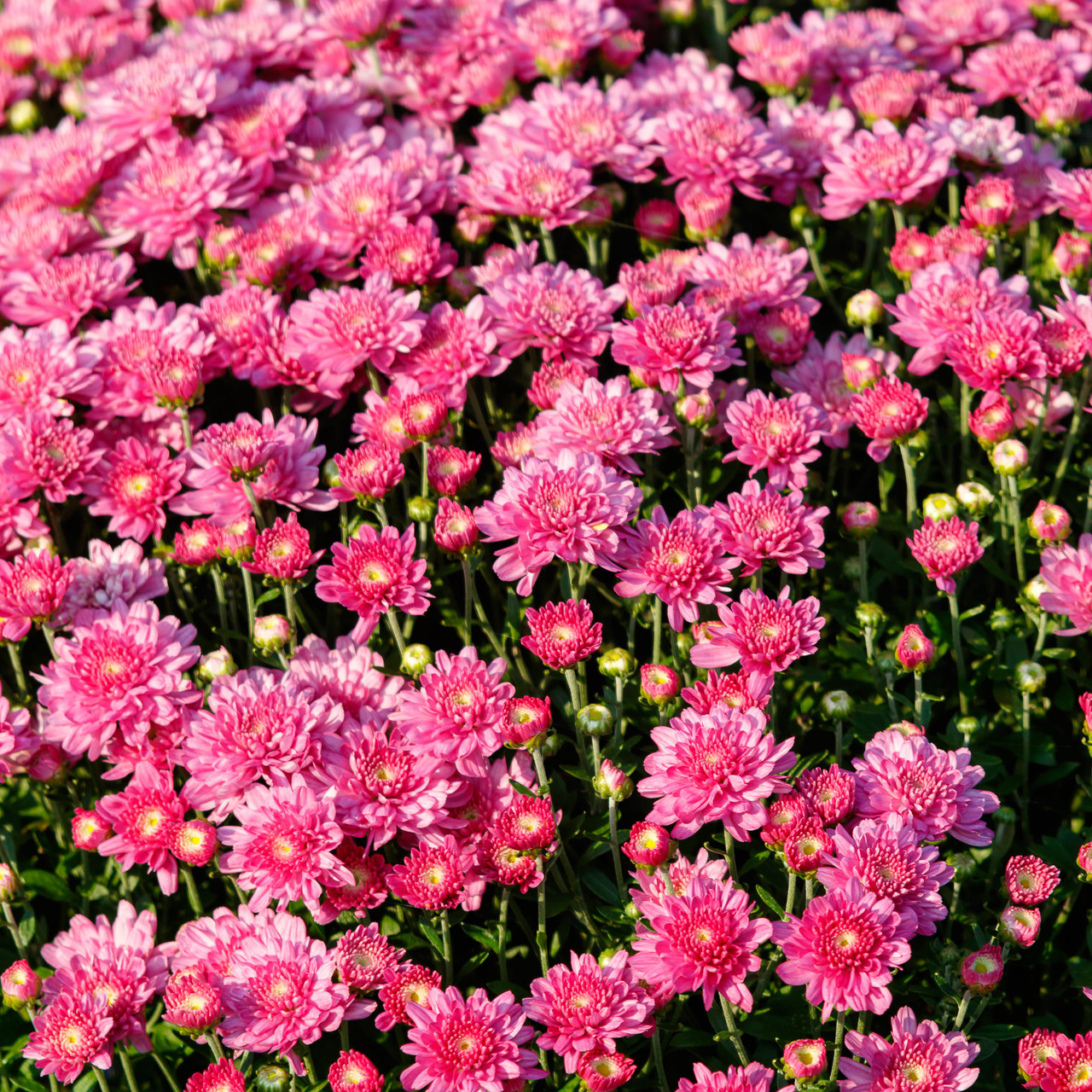 Baskets and Blooms Greenhouse Amish Country Insider