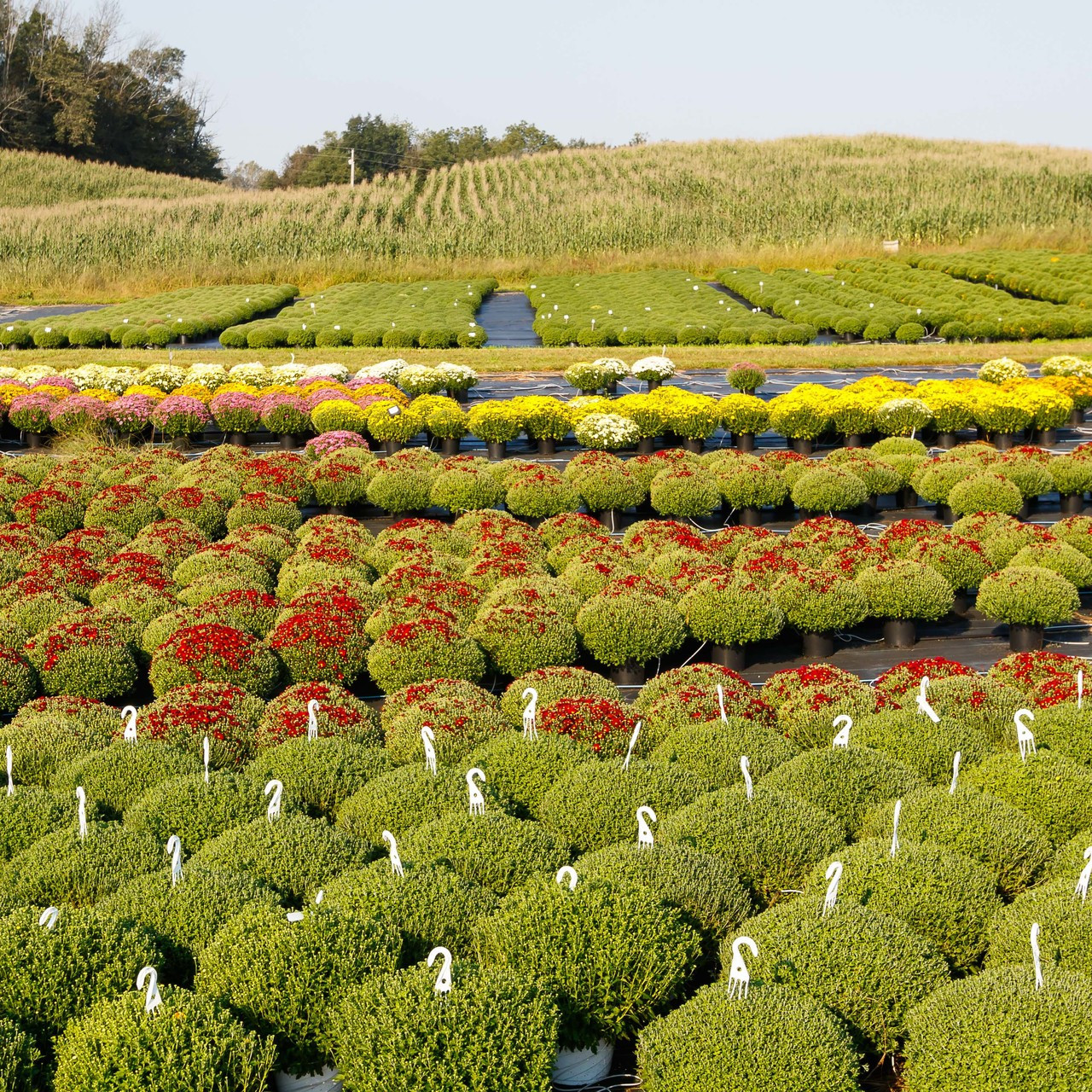 Baskets and Blooms Greenhouse Amish Country Insider