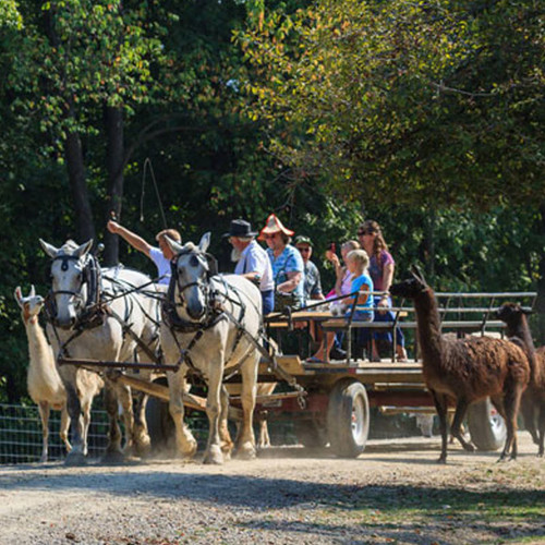 The Farm at Walnut Creek