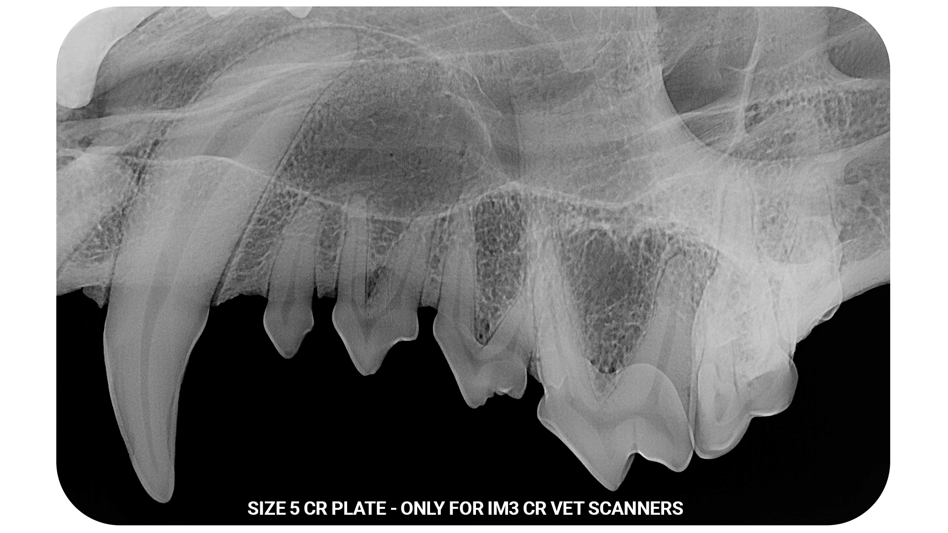 Radiographie haute résolution pour vétérinaires