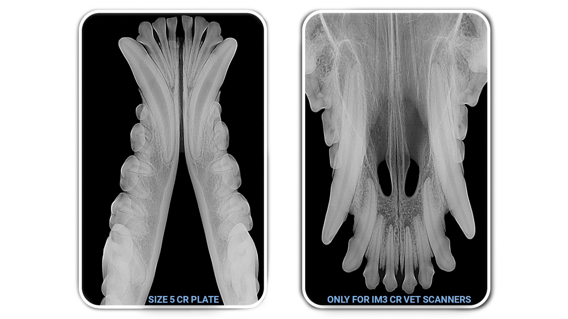 Scan radiographique pour grand chien