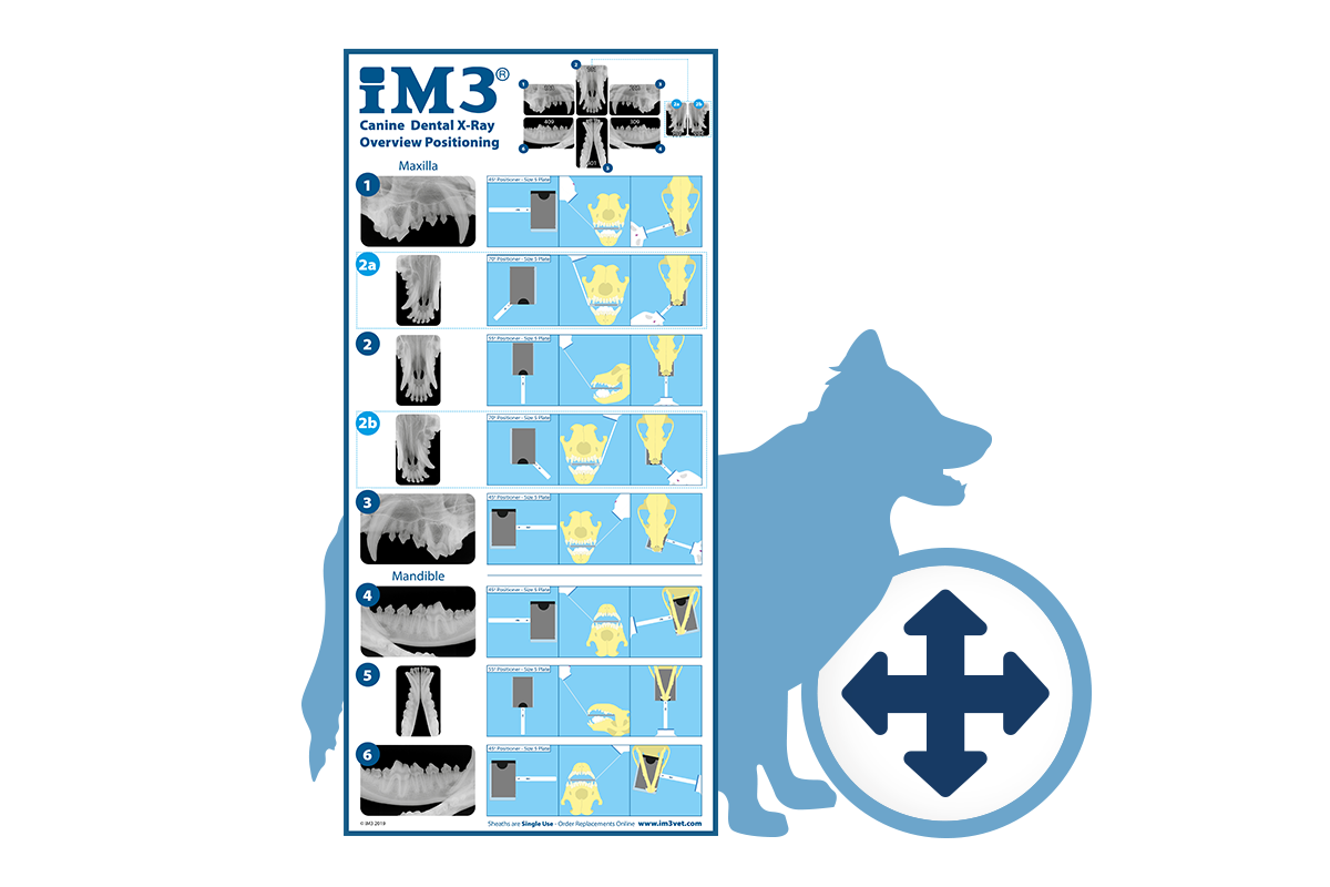 dog x-ray positioning poster by iM3