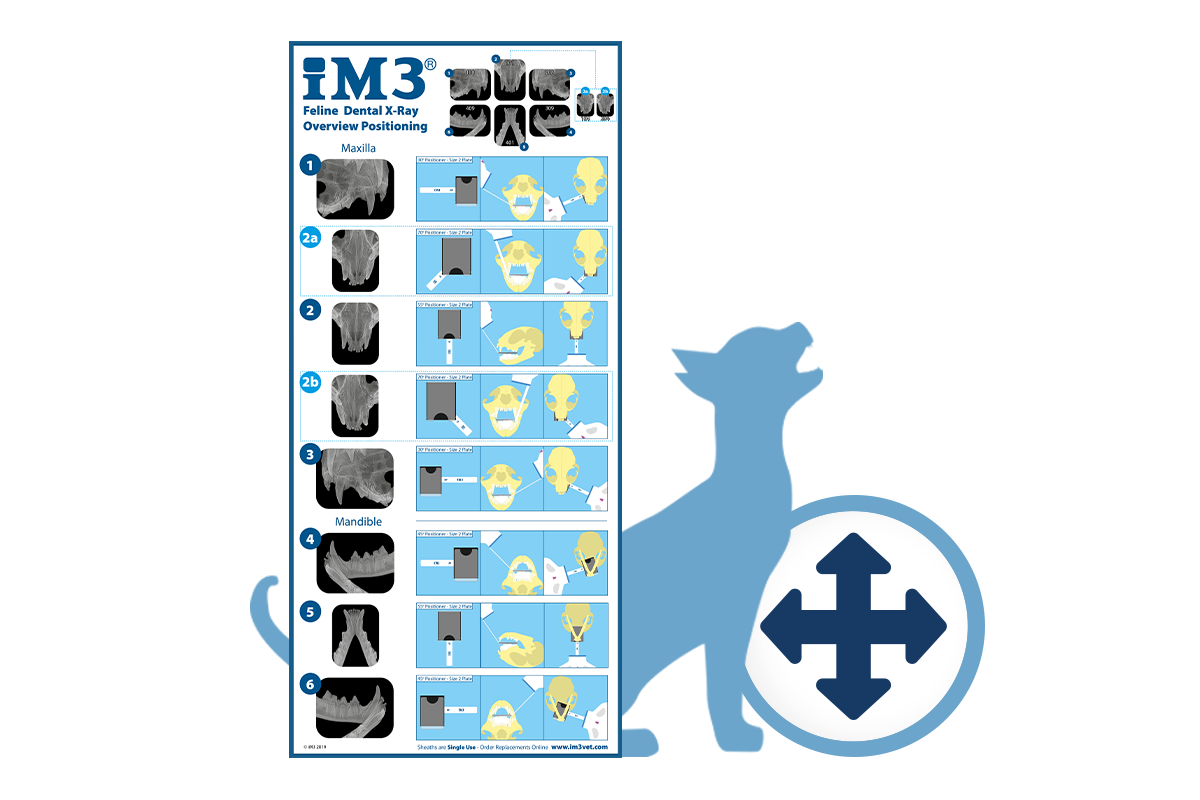 cat x-ray positioning poster by iM3